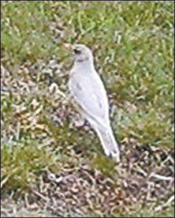 Unusual bird visits Greco's Unusual bird visits Greco's