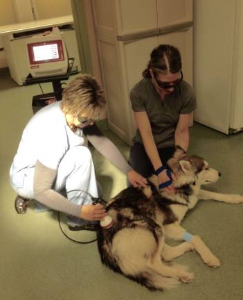 Advanced Veterinary Care offers cutting-edge services and 24-Hour care Technicians apply AVC laser therapy.