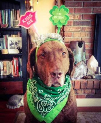 Leah Conti &quot;Meg O'Dog is ready to celebrate St. Patrick's Day.&quot;