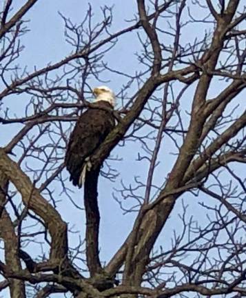 PHOTO BY TERRY REILLYThis bald eagle was hanging out in a tree near Heaven Hill Farm in Vernon on Monday morning.