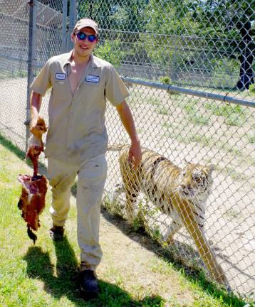 This tiger would not let zookeeper Hunter Space and her lunch out of her sight.