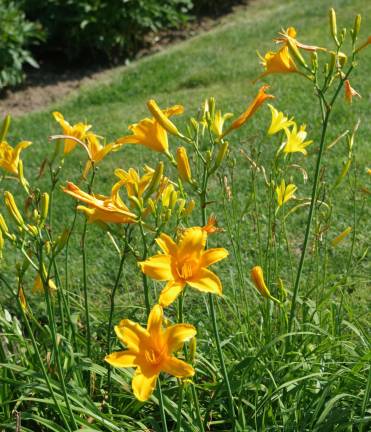 Flowers in the gardens at Meadowburn Farm.