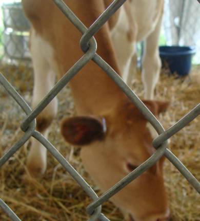 A Guernsey dairy cow from Springhouse Dairy was in attendance at the Sussex County Farm and Horse Show.