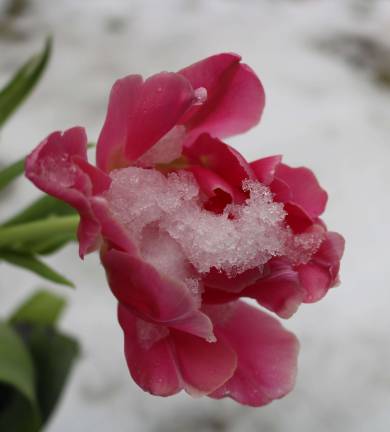 PHOTOS BY MARK LICHTENWALNER Snow falls on a tulip during an early April snowstorm.