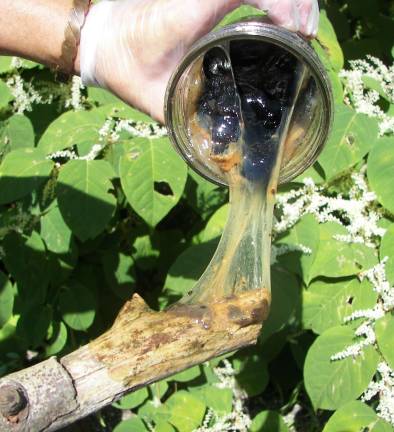 An eye on the wetlands A sample of a degraded toxic pillow was taken for testing by members of the Northjersey Pipeline Walkers.