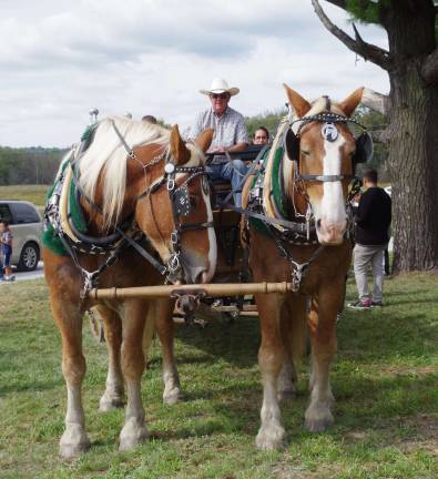 The day included the chance to ride on a horse-drawn wagon. The horses are Belgian Draft Horses and measure nearly 18 hands at their withers.