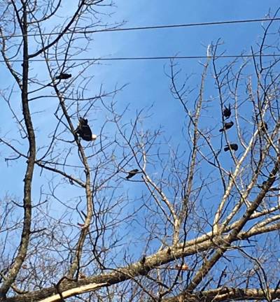 This photo submitted by Maureen Lasslett shows a bald eagles located near her home in McAfee.