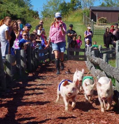 Once again, the pig and goat races have returned to Heaven Hill Farm. This year&#xfe;&#xc4;&#xf4;s new race master for the &quot;Pigtucky Derby&quot; pig and goat races at Heaven Hill Farm is Susan Raia. Here she is shown following the little porkers down the racecourse.