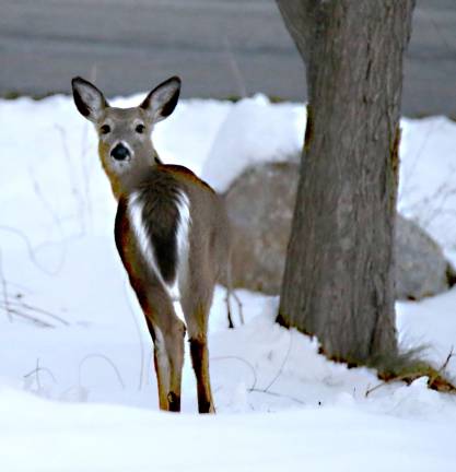 A deer looks back over its shoulder in Wantage.