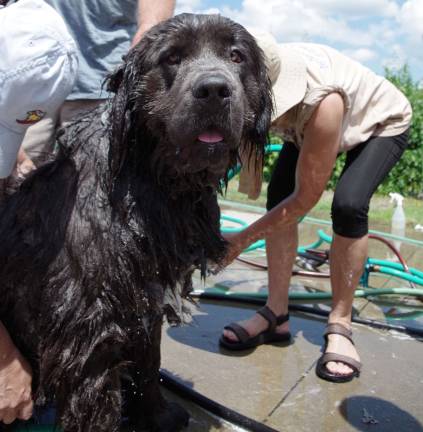 Fifteen-month-old Newfoundland Eoin Lehinch&#xfe;&#xc4;&#xf4;s patiently tolerates his bath. According to his owner, David Besaw, the young canine weighs 150 pounds as is still growing. Fortunately, the dog loves water.