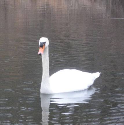 PHOTO BY JANET REDYKEThis swan makes its home on a lake off of Lake Wallkill Road in Vernon .