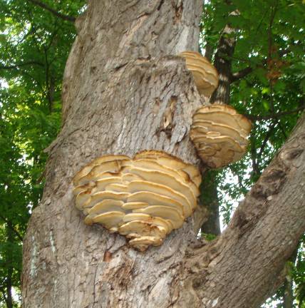 A warm September afternoon on the Appalachian Trail in Vernon discovers a monster of a mushroom on one of the forest's trees