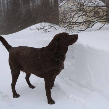 Photo by Mark Lichtenwalner A dog checks out the snow that fell in Vernon on Tuesday.