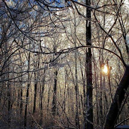 Winter Storm Harper ices county Melissa Wright, of Stockholm, admired the ice-filled trees through her camera lens.