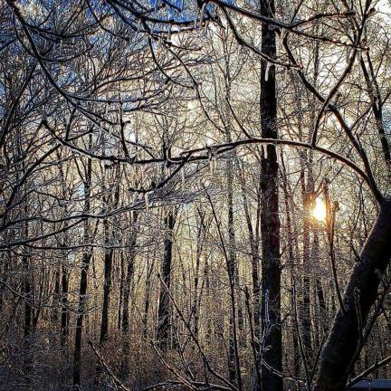 Melissa Wright, of Stockholm, admired the ice-filled trees through her camera lens.