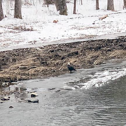 Adult bald eagle spotted during the Jan. 10 Search for Eagles (Photo provided)