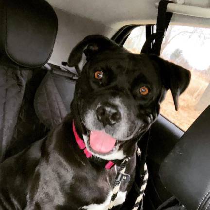 Dog of the Week Perla Rico