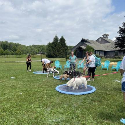 Dogs have their day Dogs cool off in wading pools.