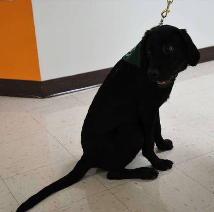 Seeing-Eye Dog working at Cedar Mountain Rusty is busy working in Cedar Mountain Primary School.
