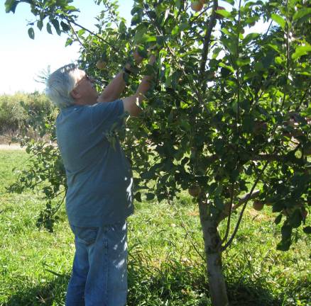 Farm visitor Ted Guzowski of Clifton gets the fun job of apple picking done.