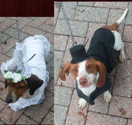 The bride (Bella) and groom (Eli) were the winners of the first Sussex Borough Halloween Party dog contest winner on Sunday, Oct. 28. The owners are mary and Charlotte of Wantage.