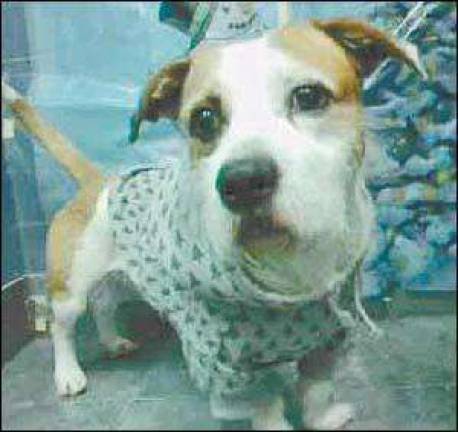 Pets of the week Pets of the week