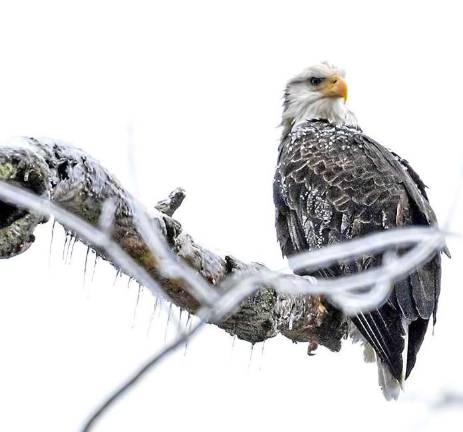 James Figielski, who lives along the PaulinsKill River, captured a bald eagle on his property along the PaulinsKill River on Sunday.