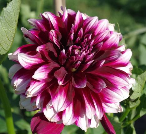 Flowers in the gardens at Meadowburn Farm.