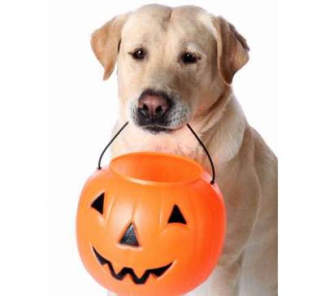 Beware the pets when handling the Halloween candy haul