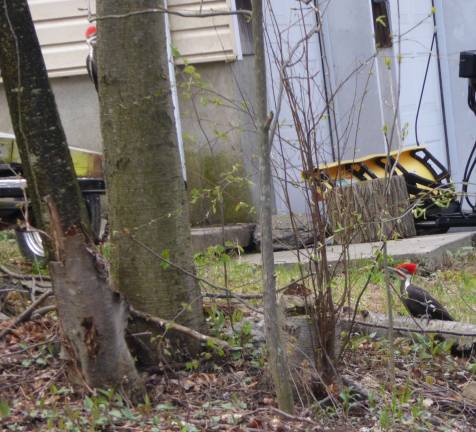 Readers Lucas Nooter sent in this photo of two woodpeckers in his neighbor's yeard.
