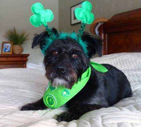 Linda Feeney of Newton, N.J. &quot;This is Maggie, our 4-year-old rescue. She agreed to celebrate St. Patrick's Day with us. (But she really doesn't seem that keen on the idea)&quot;
