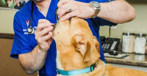 Advanced Veterinary Care Offers Cutting Edge Services And 24 Hour Care
