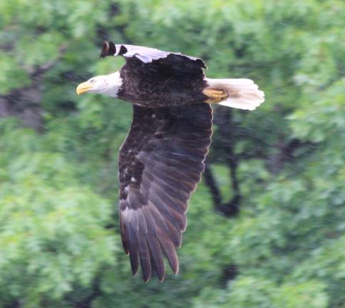 A bald eagle recently visited Vernonl