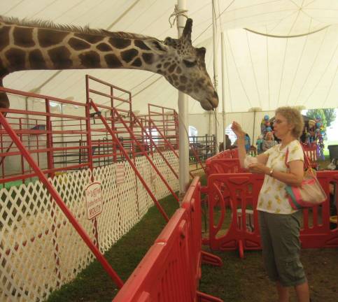 Fair visitor Barbara feeds carrots to one of two hungry giraffes.
