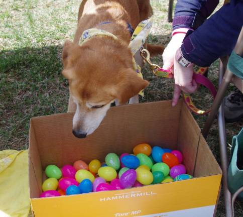 Brandy, a retriever/hound mix, scours the box of already discovered treat eggs hoping to find an errant treat. Sure enough, he found a few. He came to the park with his mom DOGS volunteer Jeanne Thompson.