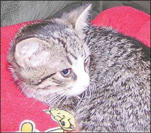 Dog and cat of the week Dog and cat of the week