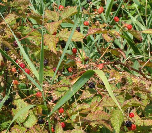 Berries abound along the trail.