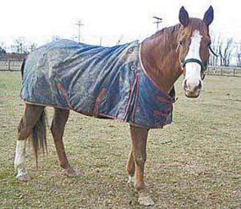 Rescue Round-Up Rescue Round-Up