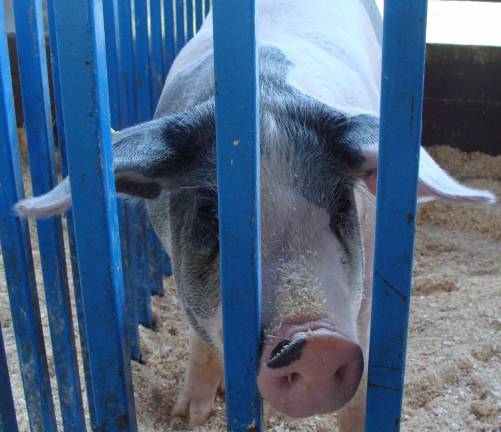 What would the fair be without barnyard critters?