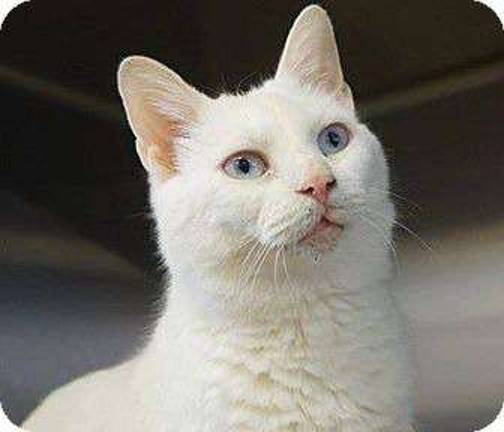 Furry friends up for adoption Iris.