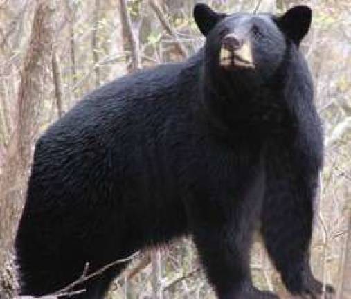 Fall hunting season for black bears kicks off next week