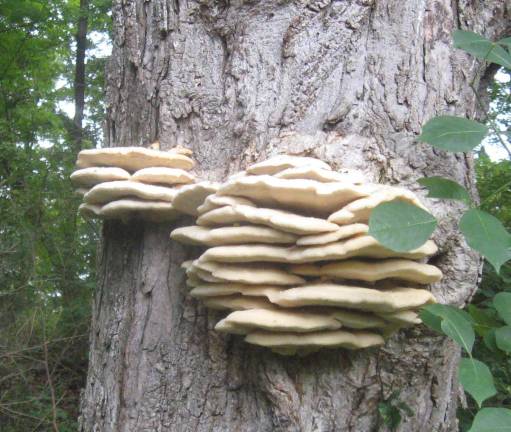Weird bark mushroom grow in the form of conk, also referred to as a bract or shelf.