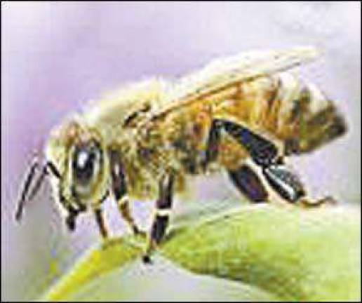 Association offering a beekeeping basics class Association offering a beekeeping basics class