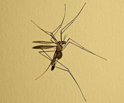 West Nile virus found in blood donor West Nile virus found in blood donor