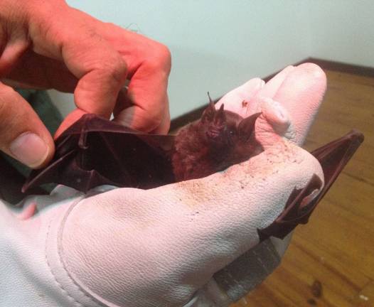 High Point students go to Costa Rica A fruit bat is shown.