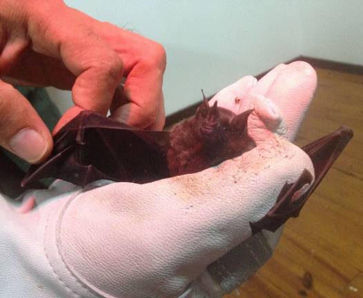 A fruit bat is shown.