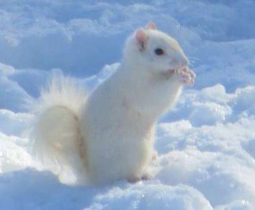 This photo submitted by Daria Bonomini of Highland Lakes shows a white squirrel that frequently appears outside Airside in Andover.