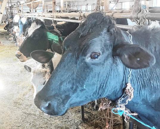 Sussex County History Today: Farmers are the best <b>Holsteins ready for milking on the DeGroot farm in Wantage.</b>