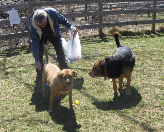 Dog easter hunt PHOTOS BY JANET REDYKEThe Vernon Dog Park held their Easter egg hunt on Saturday, March 31.