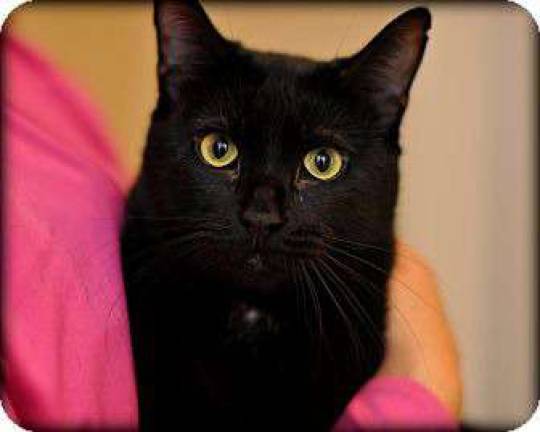 Furry friends up for adoption Bella.